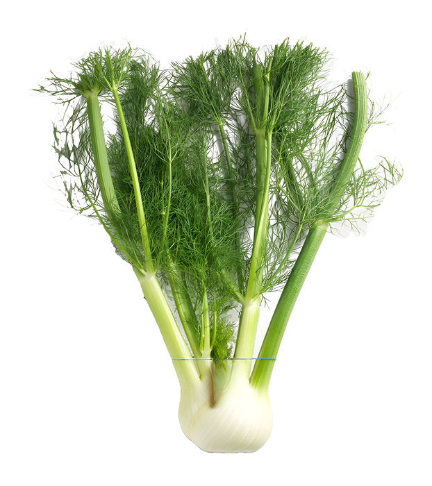 ANISE/FENNEL CALIF 24CT