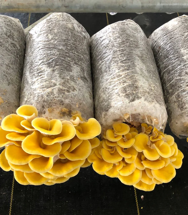 Yellow Oyster Log Kit