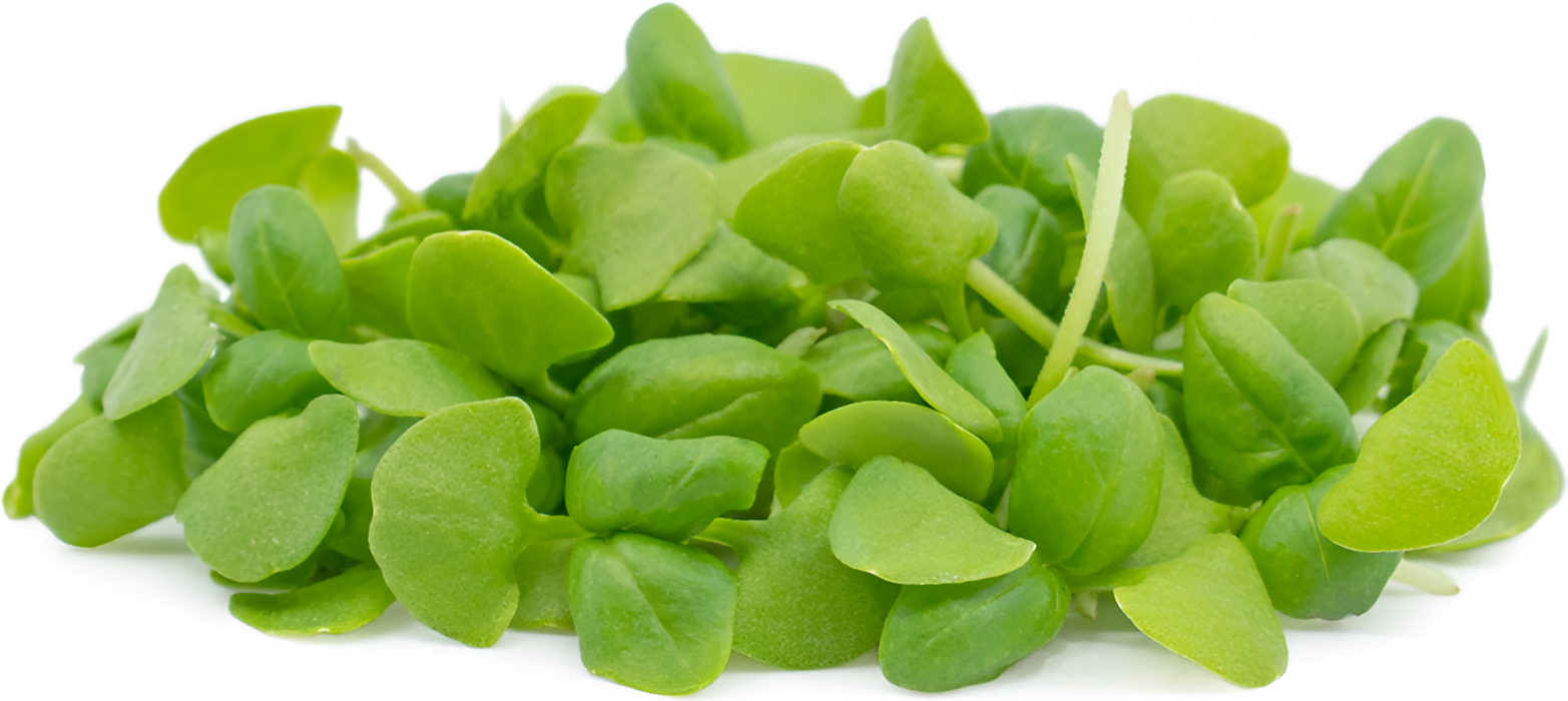HERB BASIL MICRO 80Z