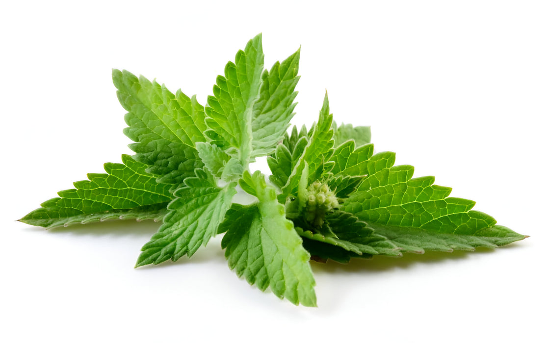 HERB MINT 1LB