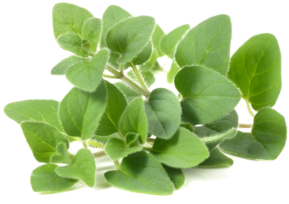 HERB OREGANO 1LB