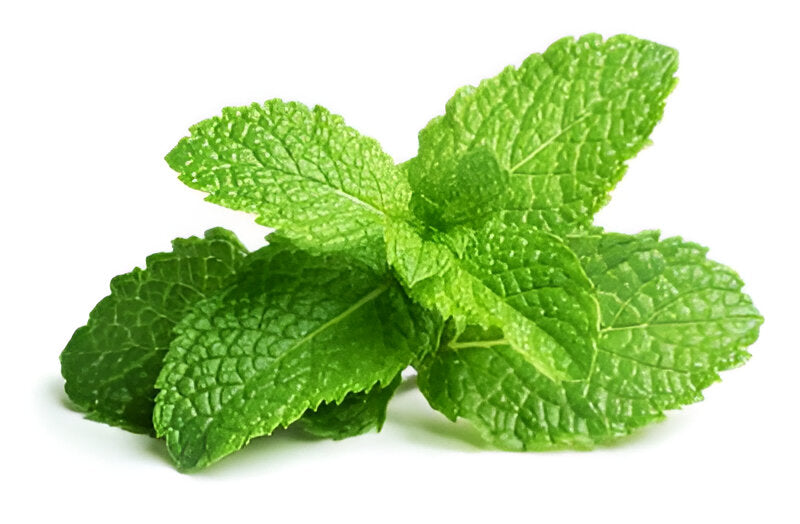 HERB SAGE 1LB