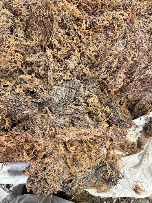 Raw Seamoss (Tanzania)