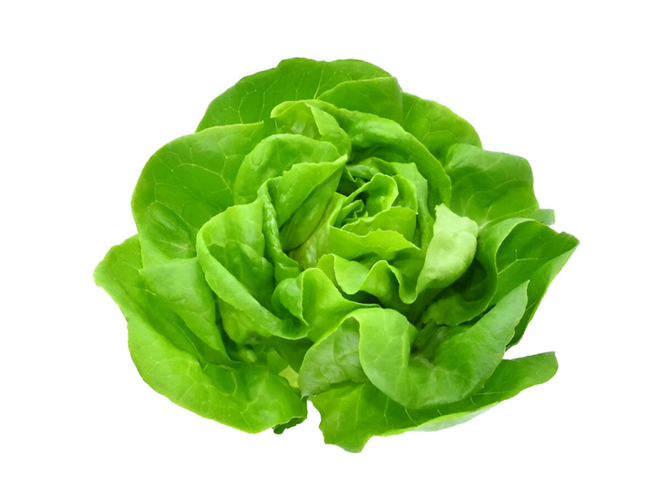 LETTUCE BOSTON ANDY BOY 24CT
