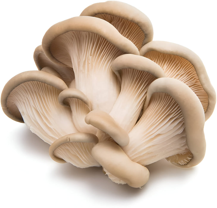 MUSHROOM OYSTER 3LB