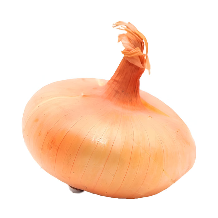 ONION CIPOLINI DRY BULK BAG 10LB
