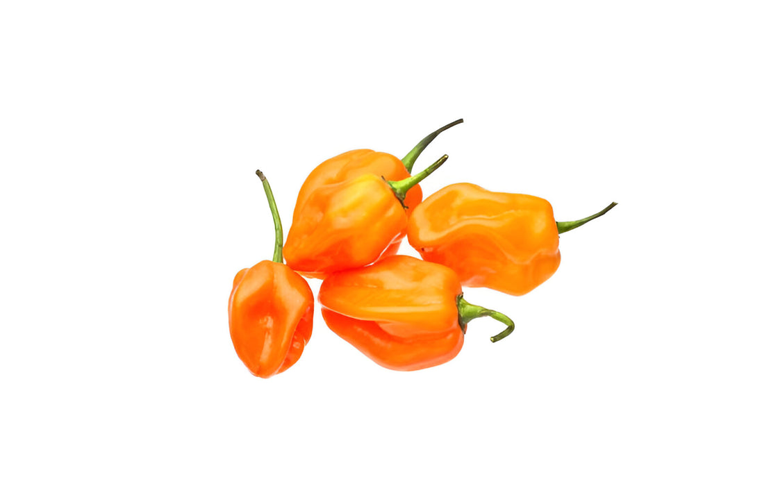 PEPPER HABANERO ORANGE 8LB