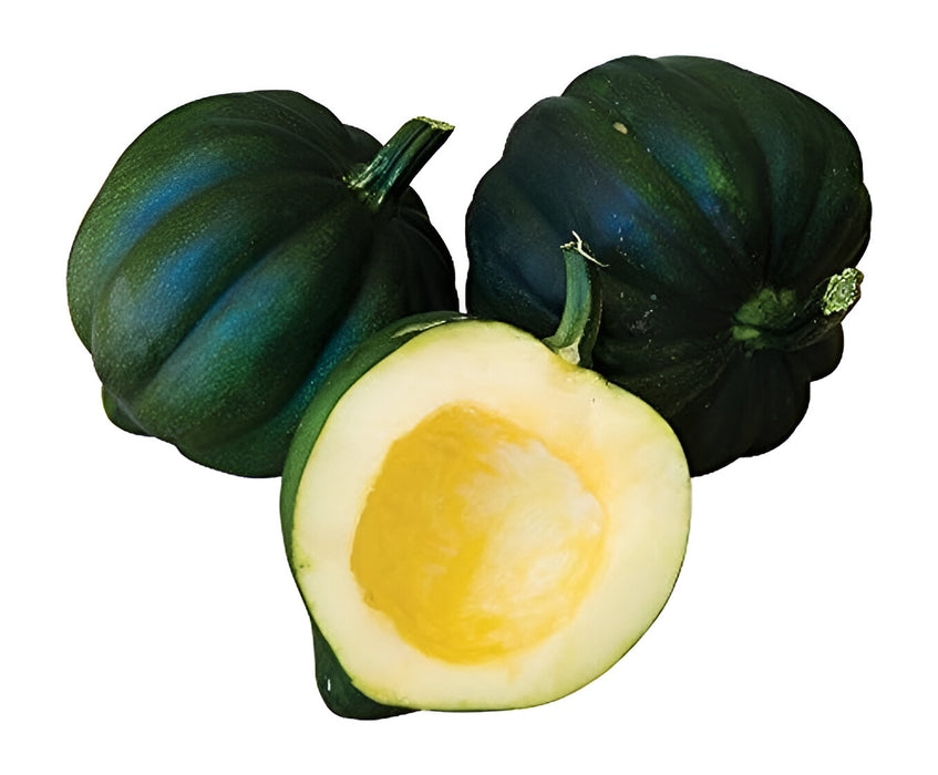 SQUASH ACORN CT