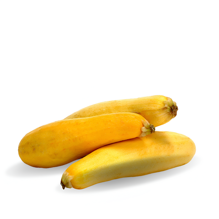 SQUASH YELLOW S/N MEDIUM CT